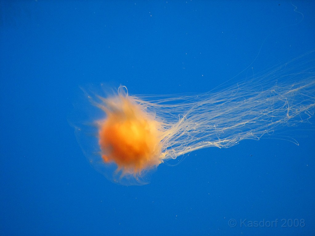 Baltimore MD 2009 1000.jpg - A 4th of July trip to Washington DC in 2009 included a stop in Baltimore MD to see the National Aquarium.